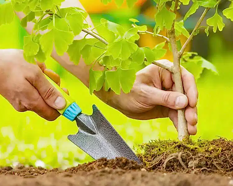 Посадка растений