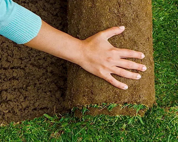 Укладка рулонного газона