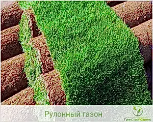 Рулонный газон