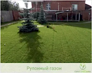 Рулонный газон укладка в Алматы