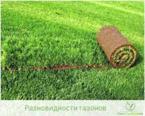 Рулонный газон