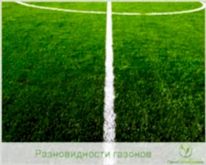 Спортивный рулонный газон Алматы Астана