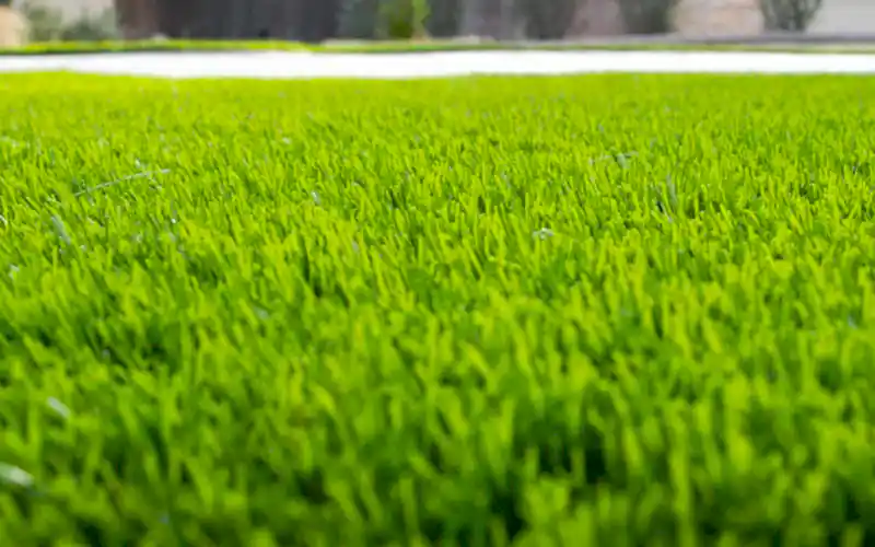 Рулонный газон или газонная трава: что выбрать?