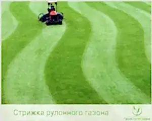 Уход за рулонным газоном