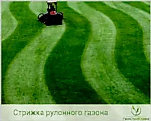 Газонокосилки: обзор инструмента