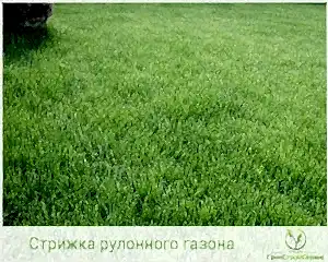 Преимущества рулонного газона