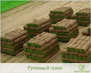 Советы по выбору газона