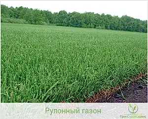 Рекомендации по уходу за газоном