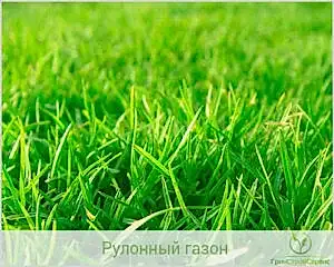 Разновидности трав для газона