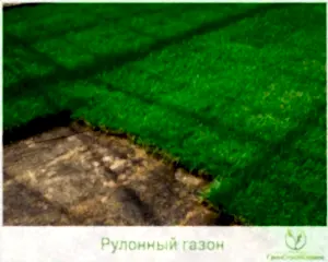 Посевной или рулонный газон выбрать