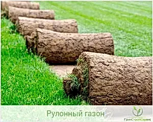 Технология производства рулонного газона