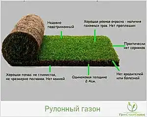 Свойства хорошего газона