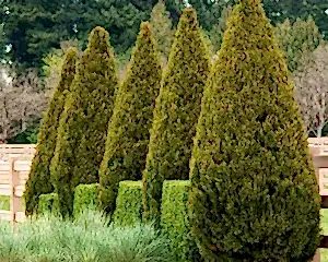 Туя в Алматы Саженцы