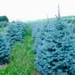 Голубая ель в Алматы Саженцы