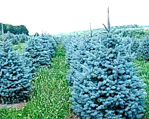 Голубая ель в Алматы Саженцы