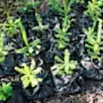 Ель обыкновенная в Алматы Саженцы