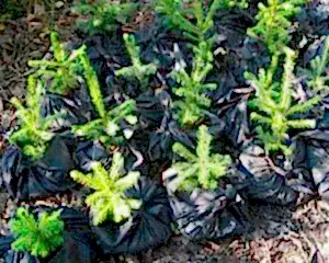 Ель обыкновенная в Алматы Саженцы