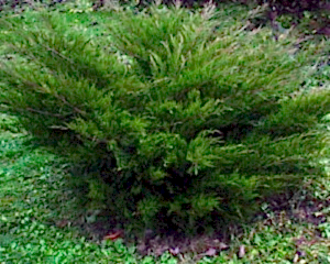 Можжевельник в Алматы Саженцы