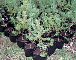 Сосна в Алматы Саженцы