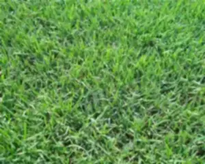 Газон в Алматы и Астане ГринСтройСервис