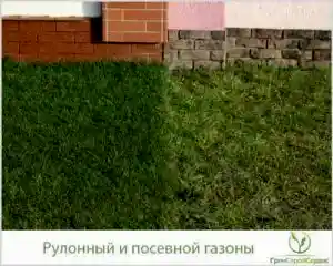Рулонный и посевной газон - что выбрать?