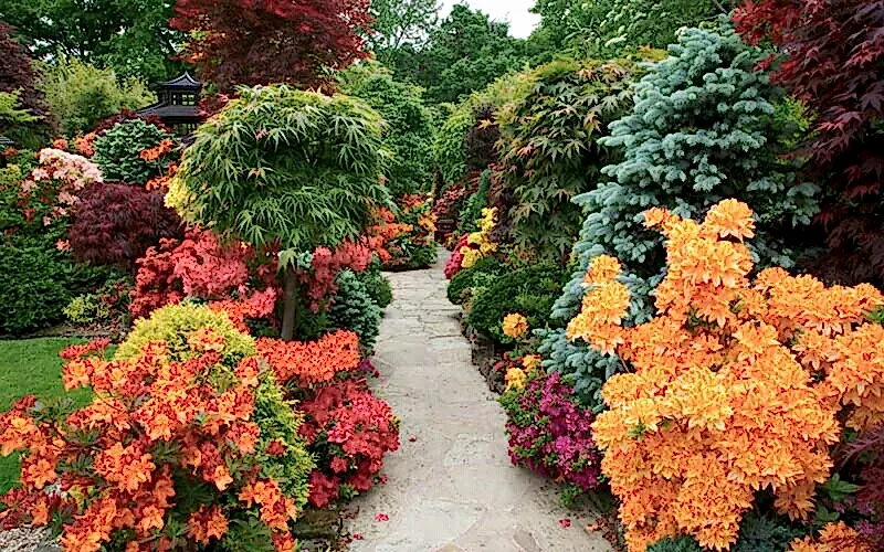 декоративные растения для сада