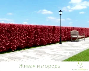 Ландшафтные работы: посадка и уход за живой изгородью в Алматы