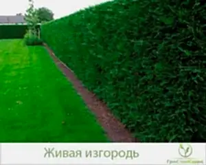 Ландшафтные работы: посадка и уход за живой изгородью в Алматы