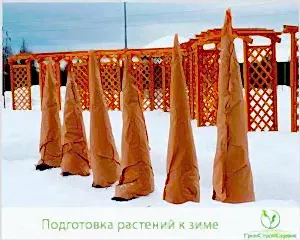 Как правильно подготовить растения к зиме