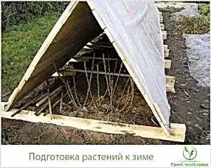 Как правильно подготовить растения к зиме