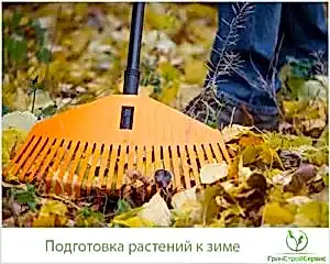 Как правильно подготовить растения к зиме