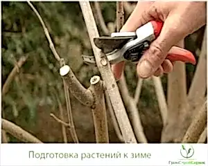 Как правильно подготовить растения к зиме