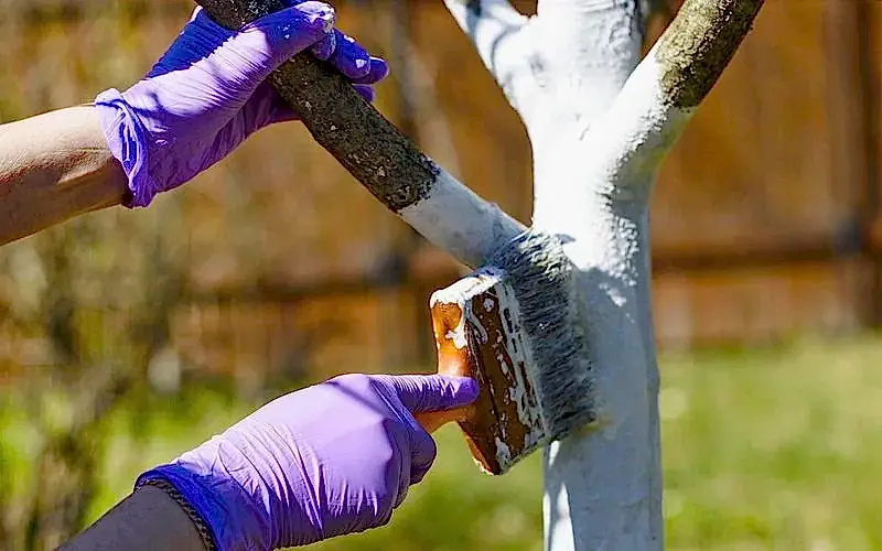 подготовка растений к зиме