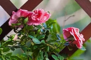 декоративные растения в ландшафтном дизайне роза