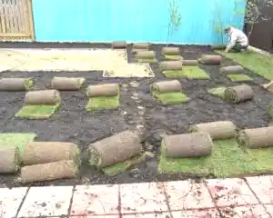 укладка рулонного газона