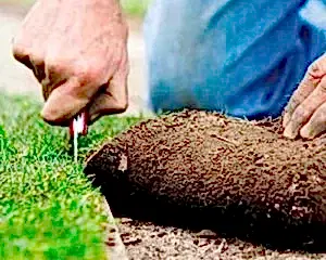 укладка рулонного газона