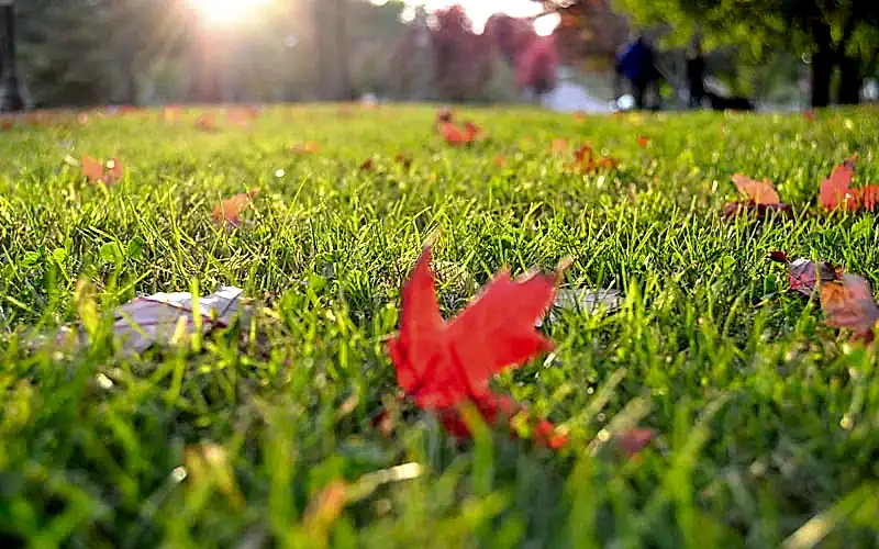 Как ухаживать за газоном осенью и подготовить его к зиме