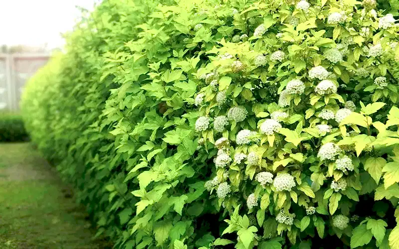 как выбрать быстрорастущие деревья и кустарники для живой изгороди