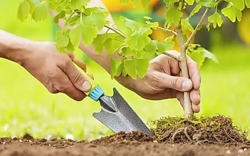 Посадка деревьев и кустарников