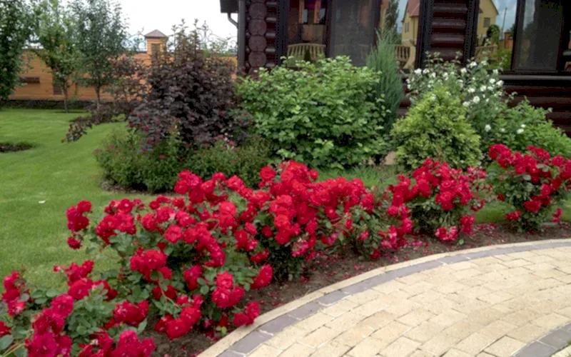 Розы в ландшафтном дизайне