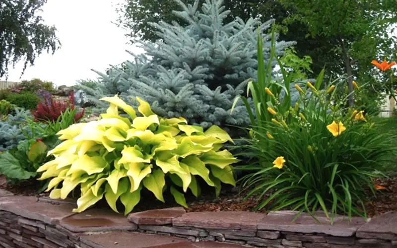 Хосты в ландшафтном дизайне дачного участка