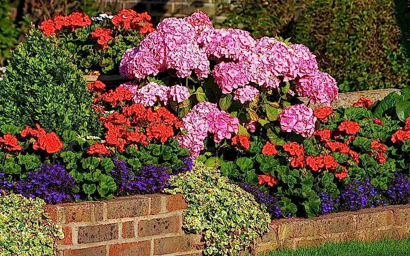 Гортензия в ландшафтном дизайне