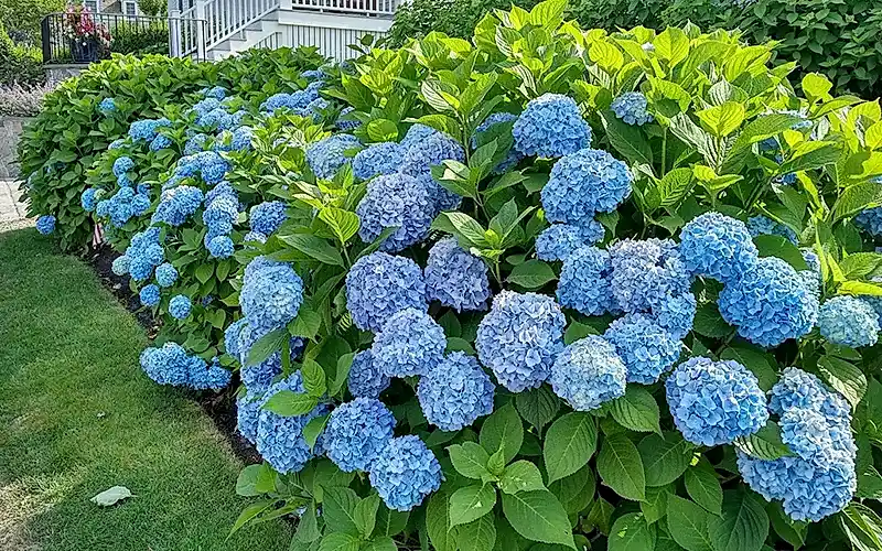 Гортензия в ландшафтном дизайне