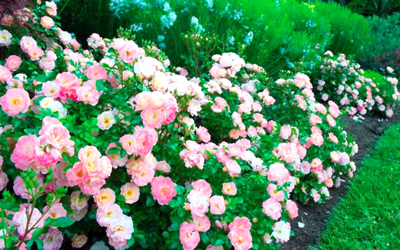 Розы в ландшафтном дизайне