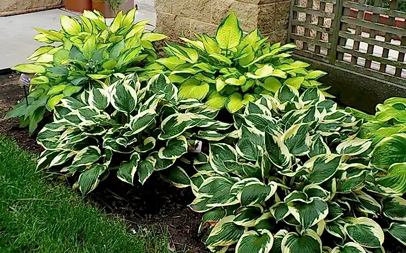 Хосты в ландшафтном дизайне дачного участка