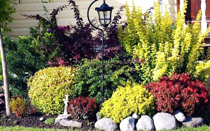 Барбарис в ландшафтном дизайне